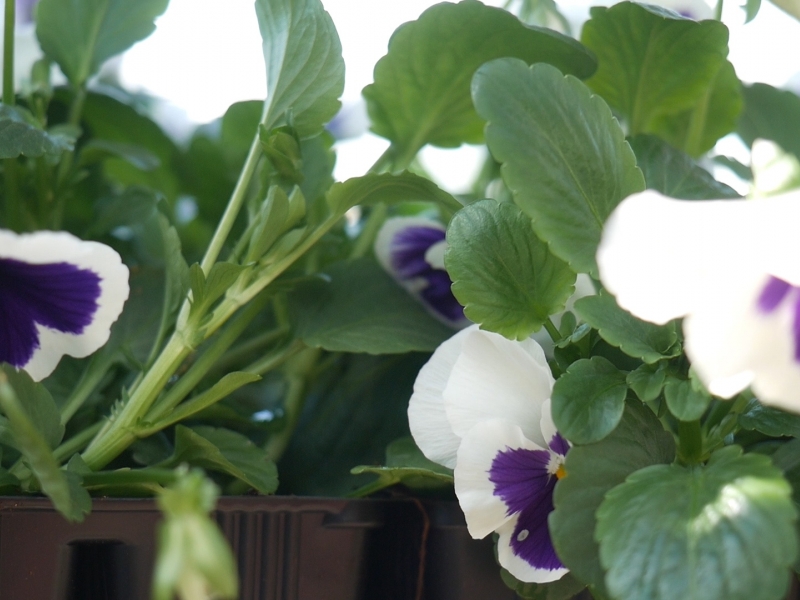 Однолетние в кассетах