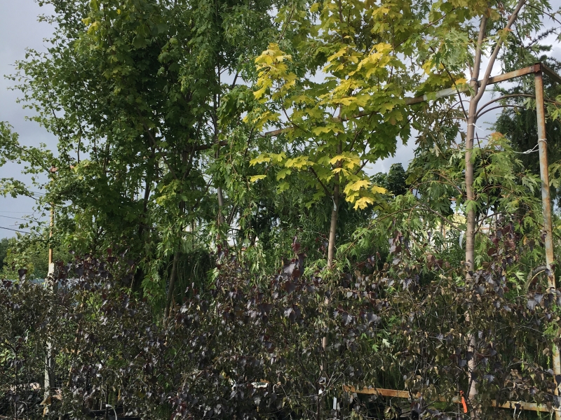 Декоративно-лиственные деревья