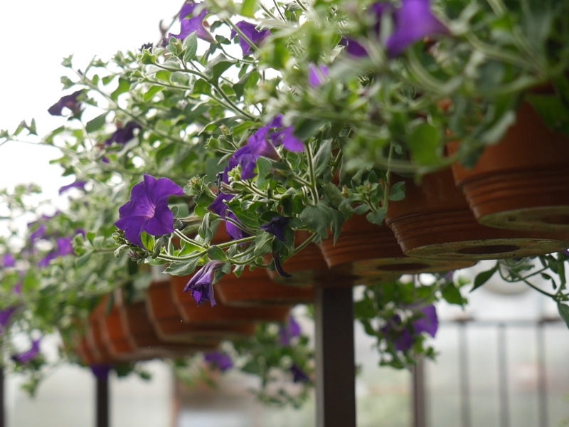 Кашпо однолетние