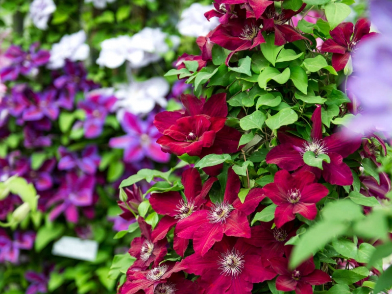 Декоративно-лиственные лианы