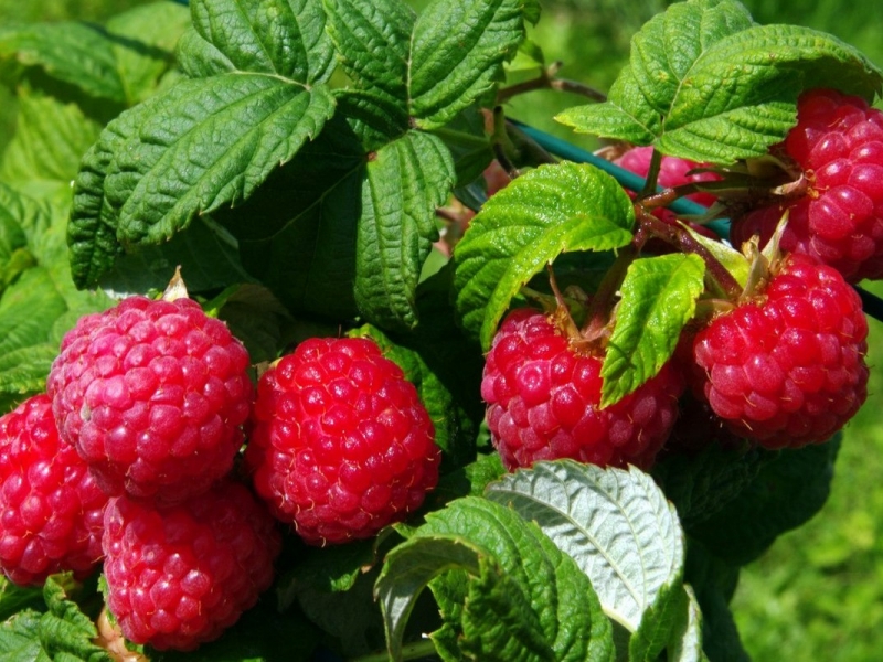 Плодовые кустарники