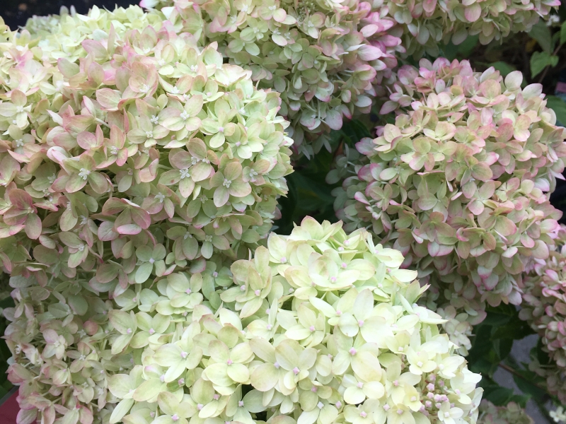 Гортензия/Hydrangea