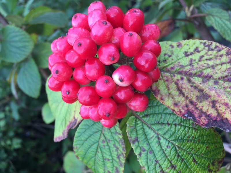 Калина гордовина/Viburnum lantana