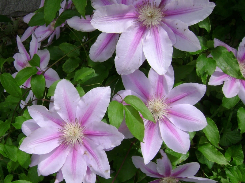 Клематис/Clematis