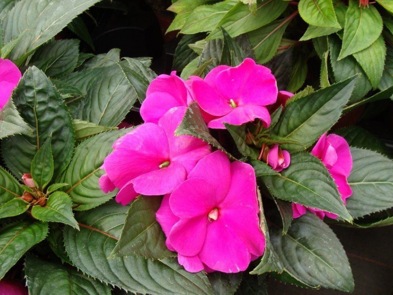 Однолетние в горшках