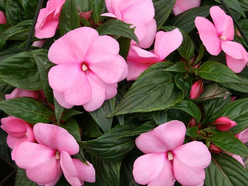 Бальзамин/Impatiens