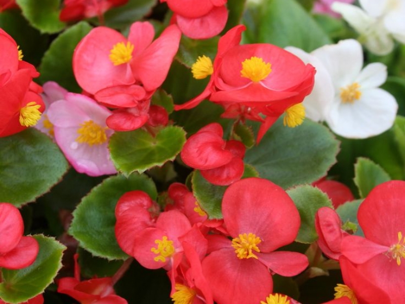 Бегония/Begonia