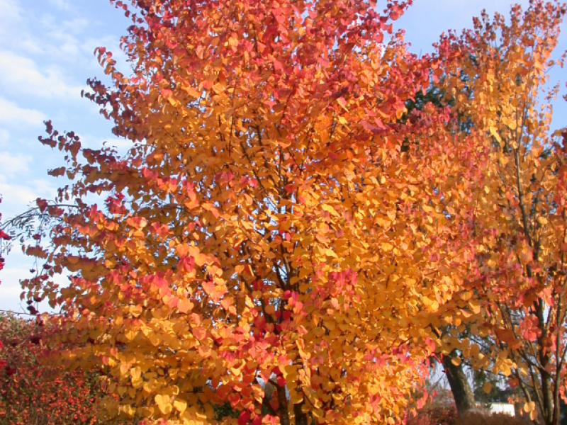 Багряник/Cercidiphyllum