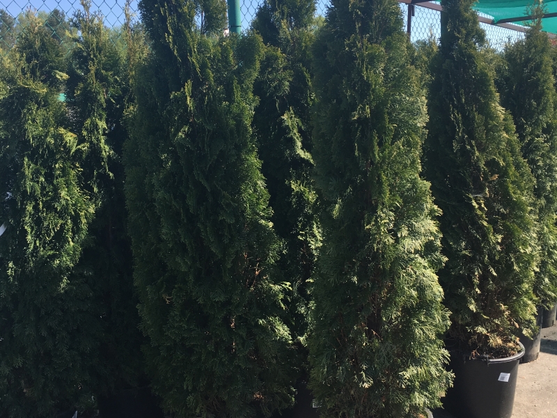 Туя /Thuja
