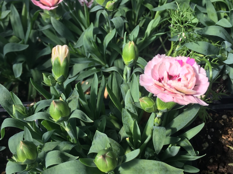 Гвоздика/Сarnation