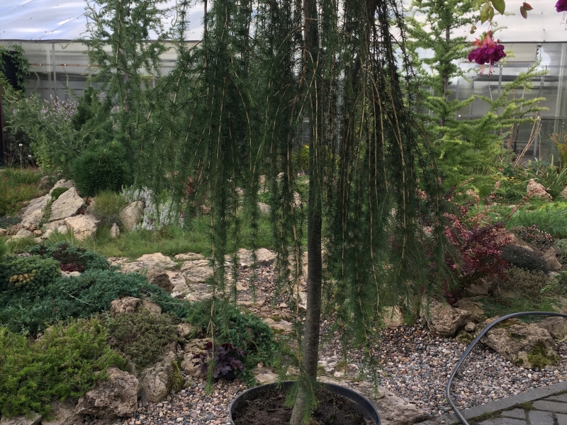 Лиственница/Larix