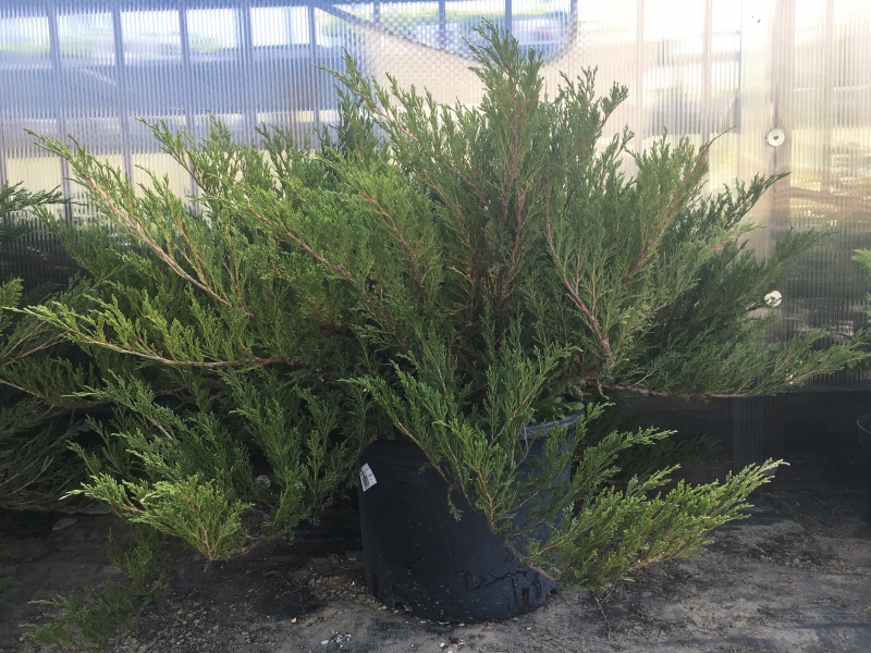 Можжевельник/Juniperus