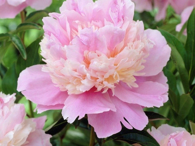 Многолетники