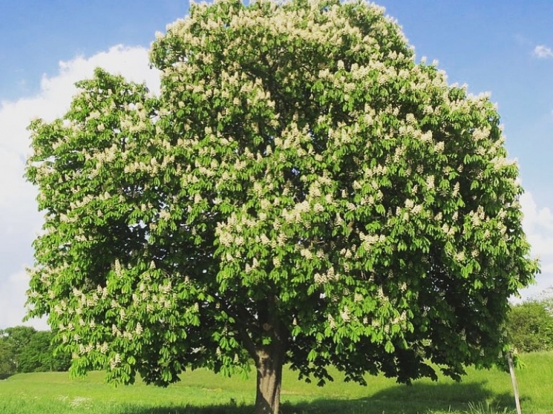 Каштан/Aesculus