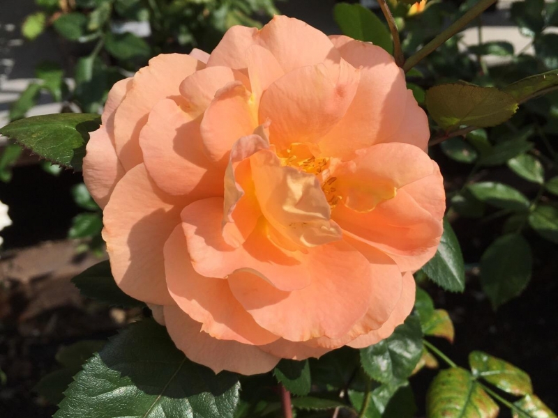 Розы флорибунда