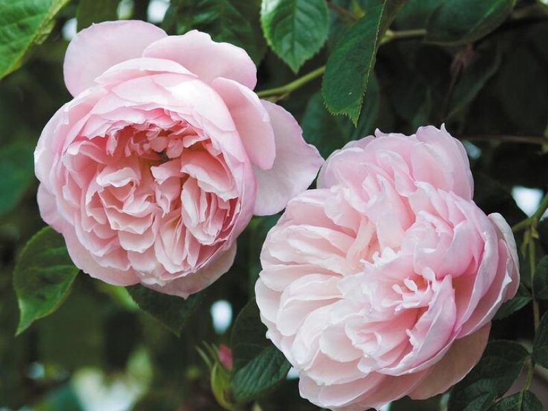 Розы плетистые