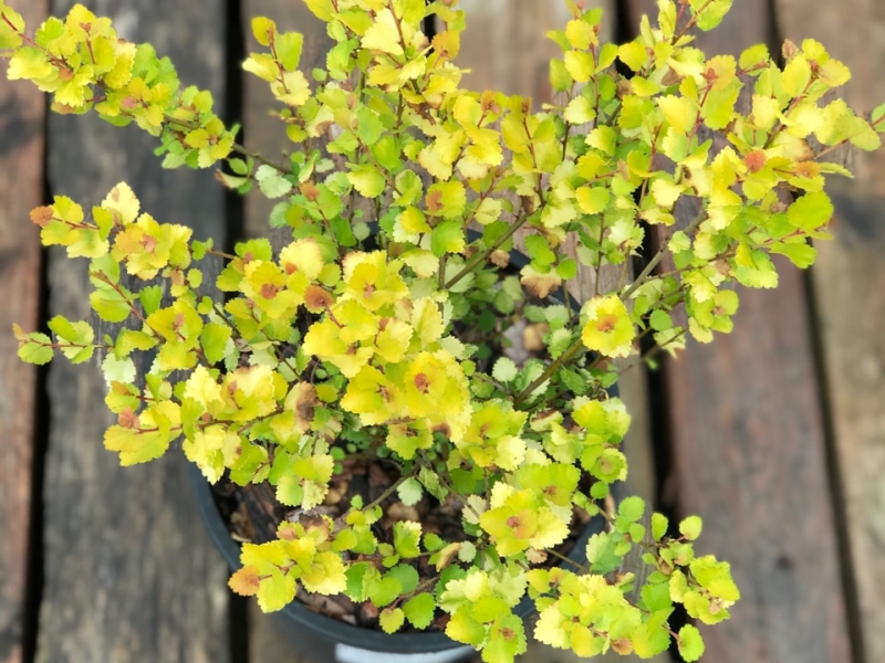 Береза карликовая/Betula nana