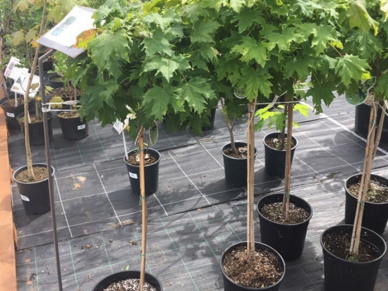 Клен остролистный/Acer platanoides