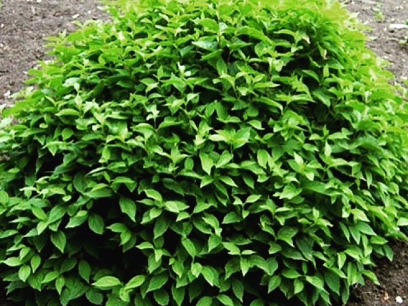 Чубушник венечный/Philadelphus coronarius