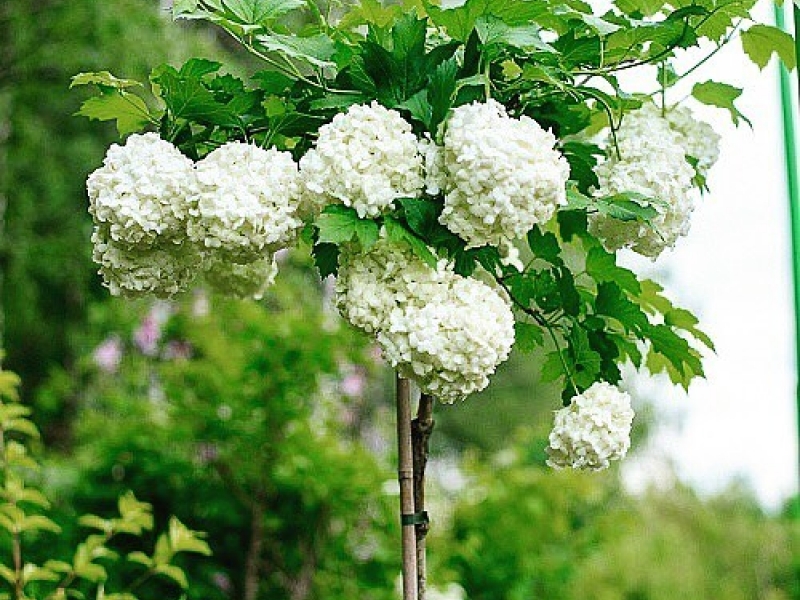 Калина обыкновенная viburnum opulus