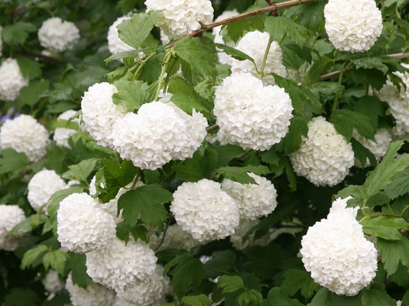 Калина/Viburnum