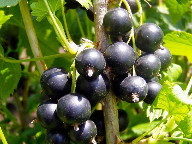 Смородина черная