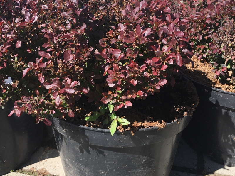 Барбарис/Berberis