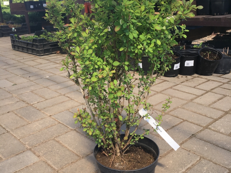 Барбарис Тунберга/Berberis thunbergii