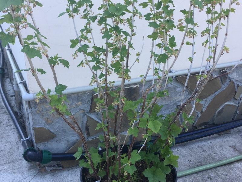 Смородина белая