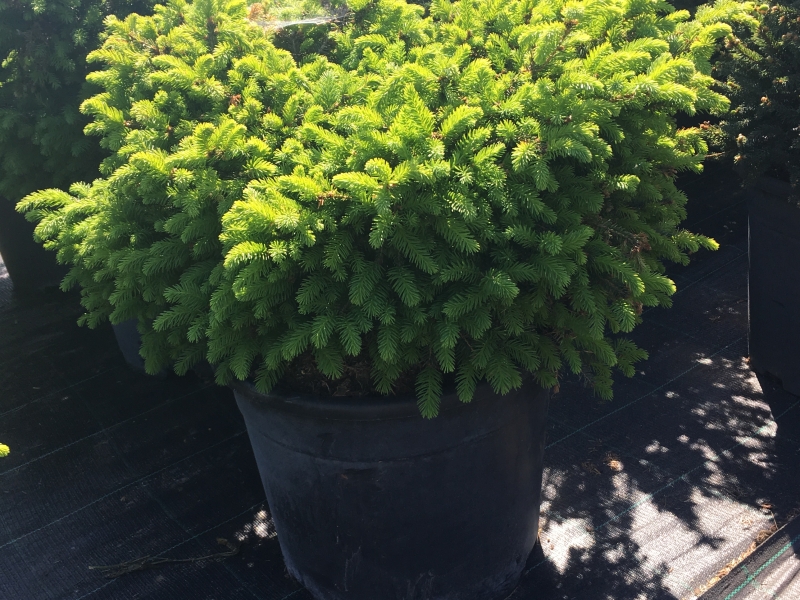 Ель обыкновенная/Picea abies