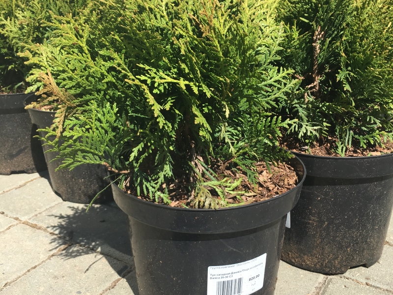 Туя западная/Thuja occidentalis
