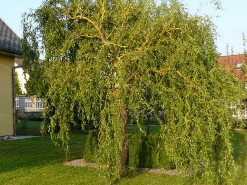 Ива/Salix