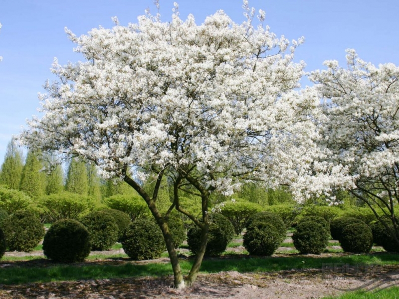 Ирга/Amelanchier