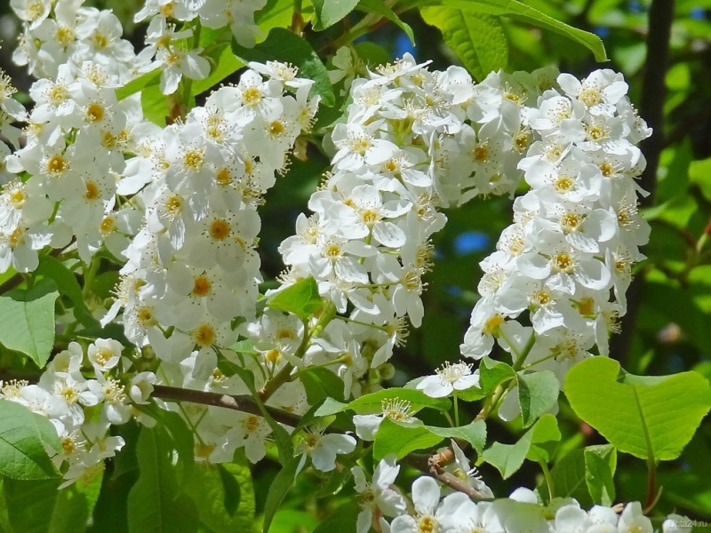 Черемуха/Prunus