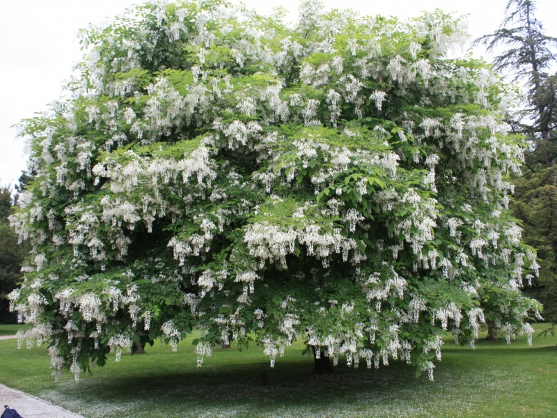 Робиния/Robinia