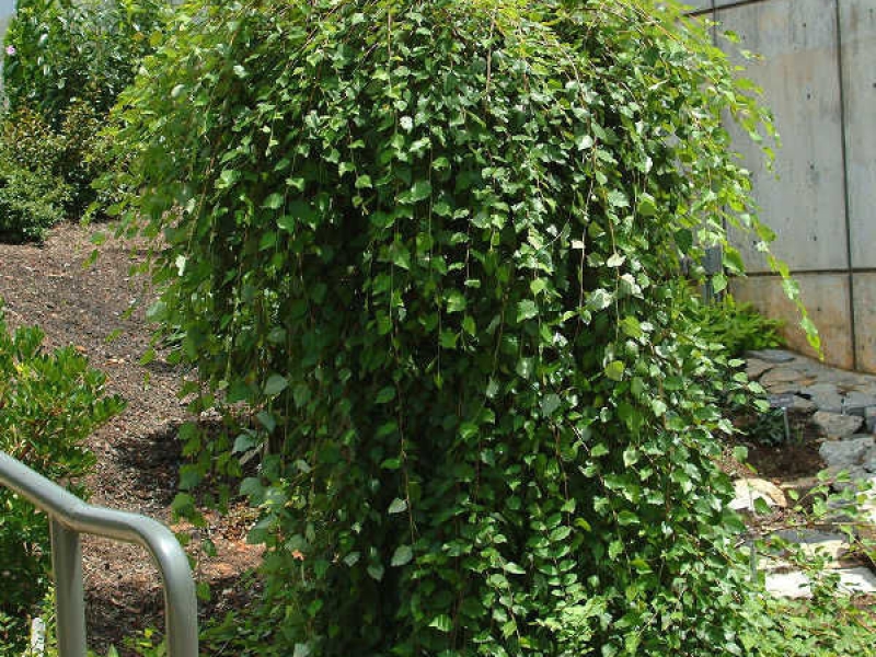 Береза черная/Betula nigra