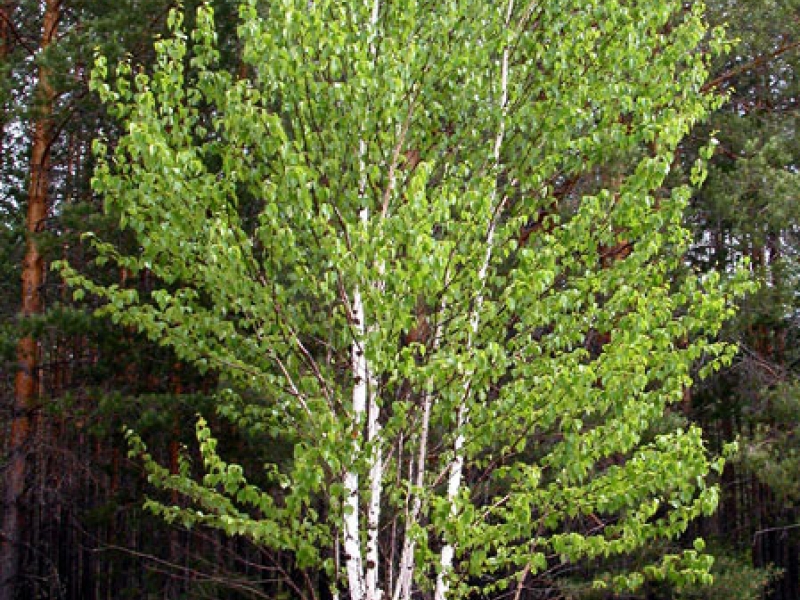 Береза пушистая/Betula pubescens