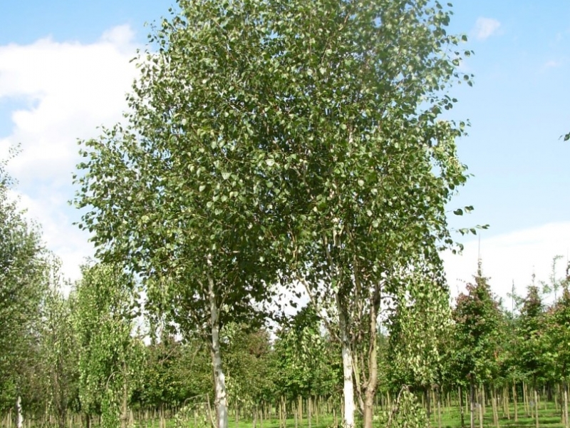 Береза полезная (гималайская)/Betula utilis