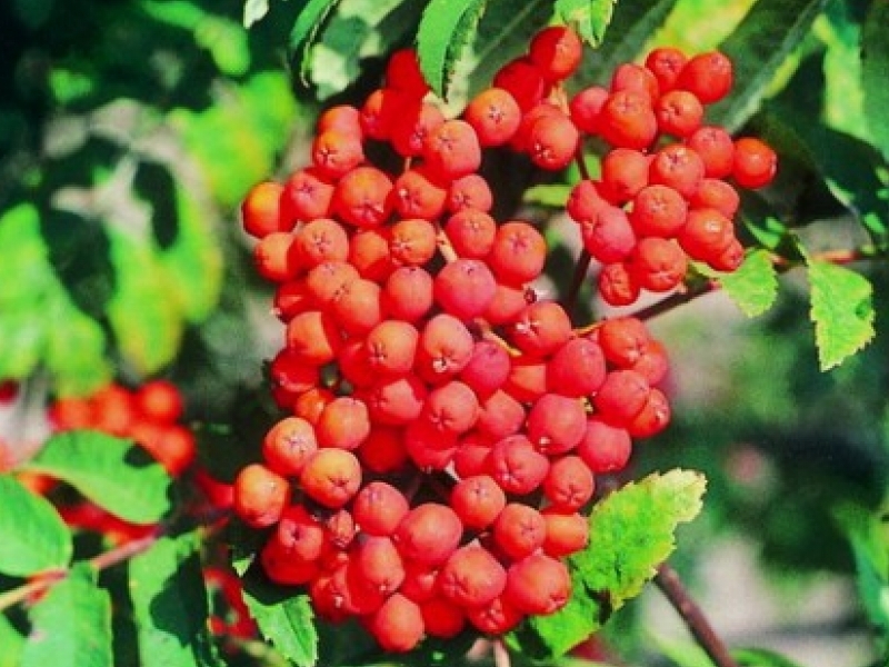 Рябина садовая сладкоплодная