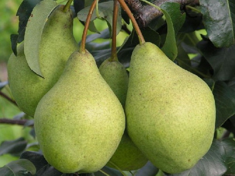 Груша зимняя