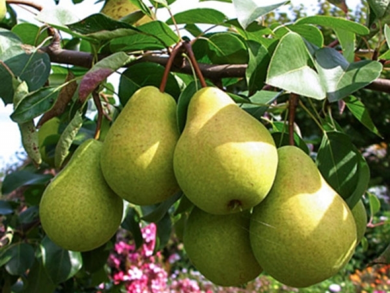 Груша осенняя