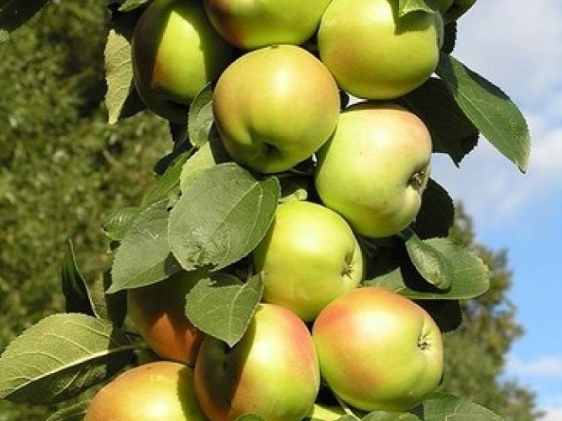 Яблоня колоновидная