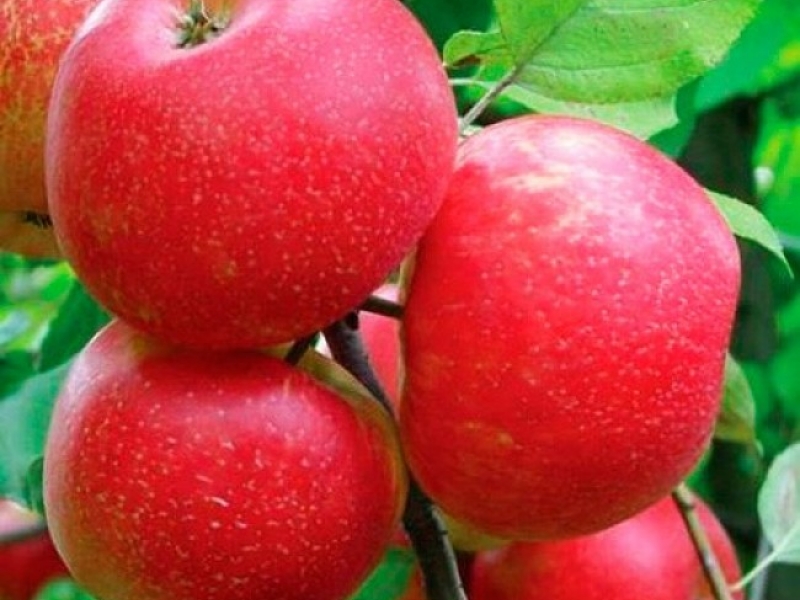 Яблоня зимняя