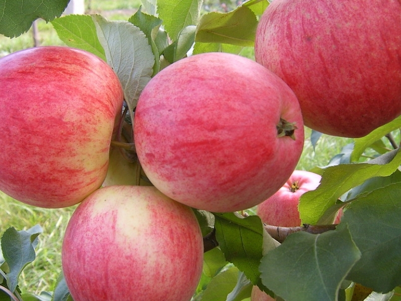 Яблоня летняя