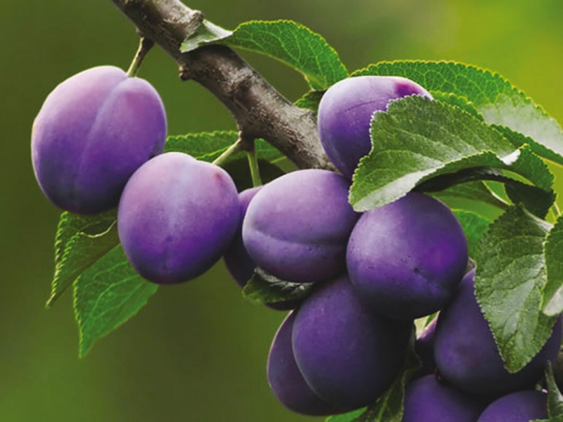 Слива домашняя