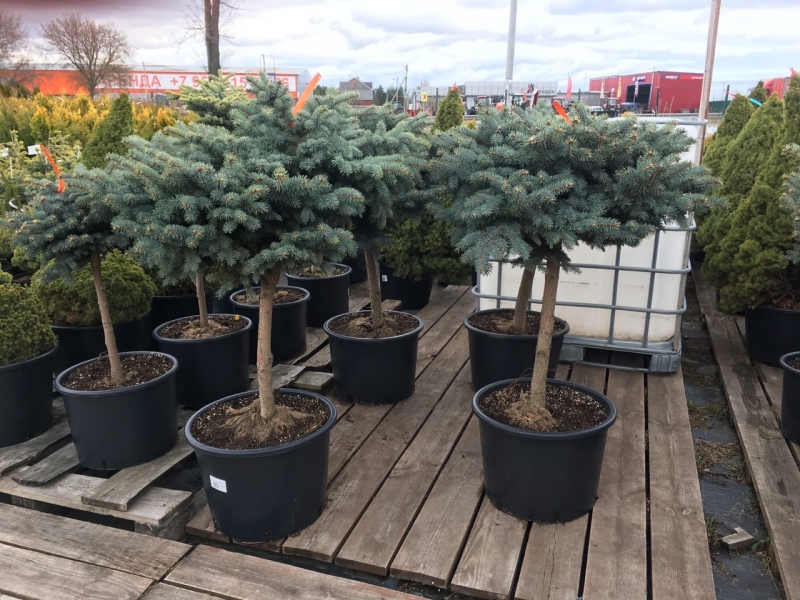 Ель колючая/Picea pungens