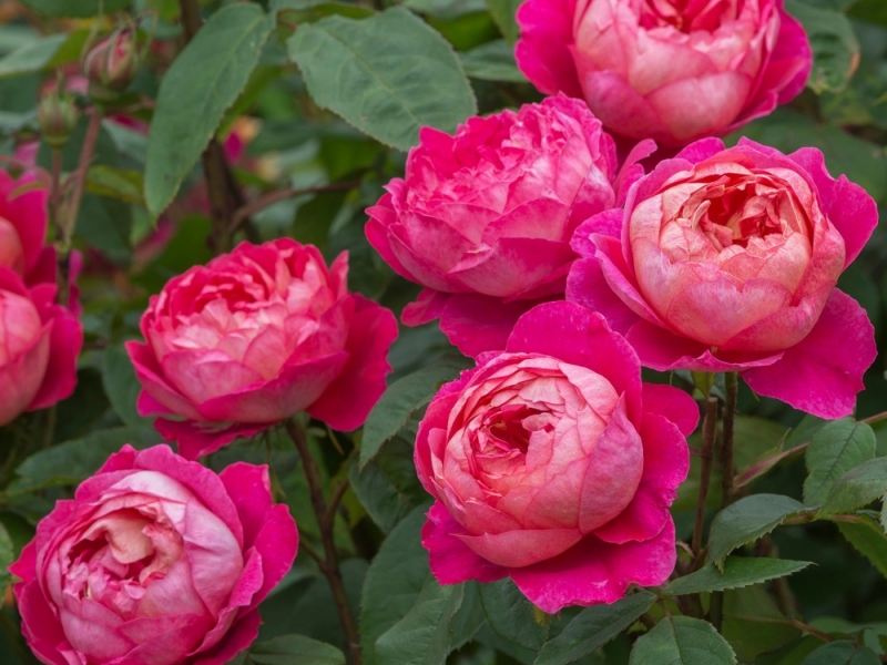 Розы английские