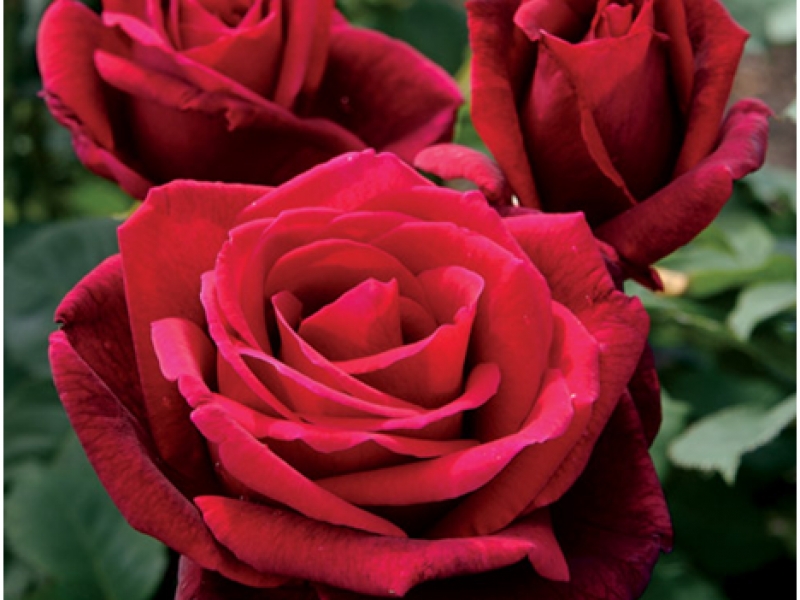 Розы чайно-гибридные