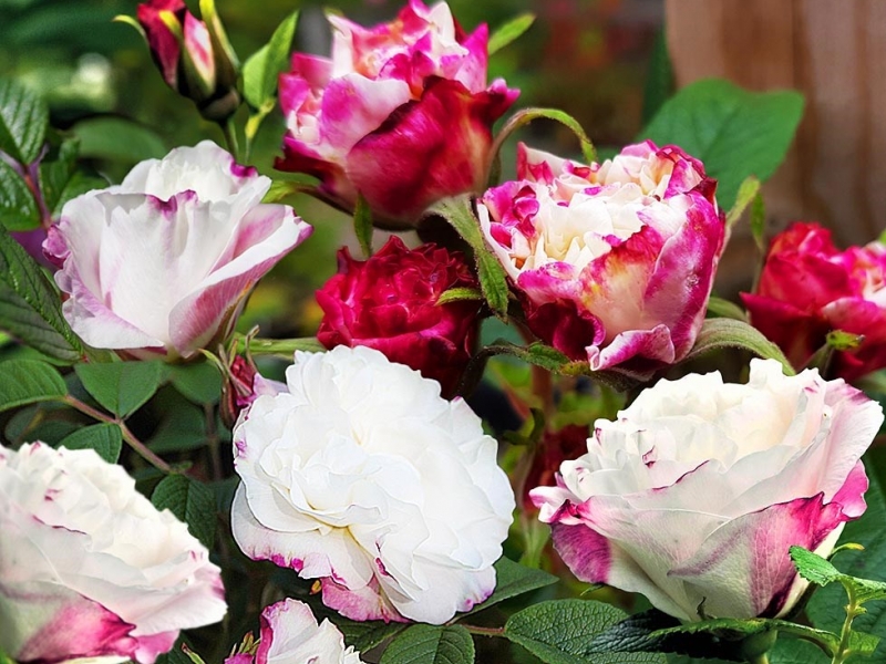 Розы канадские