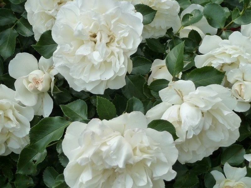 Розы почвопокровные